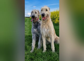 Irish Wolfhound Welpen