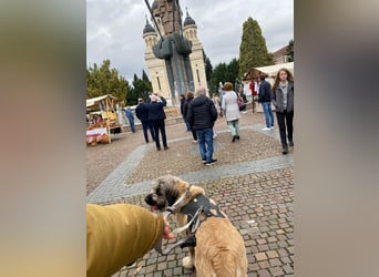 Tolle Bonnie möchte eine liebe Familie