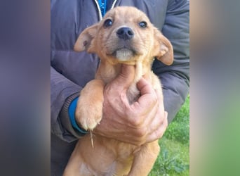 ♥ Little Fren ♥  junger Husky-Mix-Bub