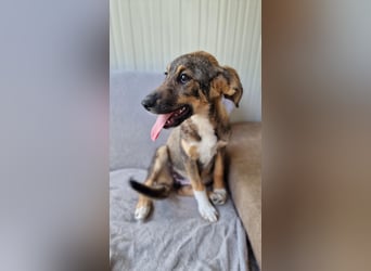 TIZIA ❤️ Eilig! sucht Zuhause oder Pflegestelle