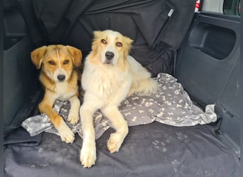 Sally, fröhliche, intelligente, sehr soziale, katzenverträgliche Junghündin