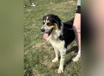 Max, geboren 27.06.2022, 65cm sucht ländliches Zuhause
