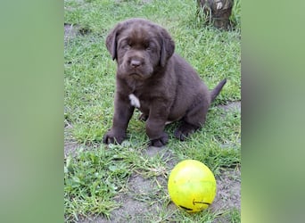 Labrador Welpen mit Ahnentafel