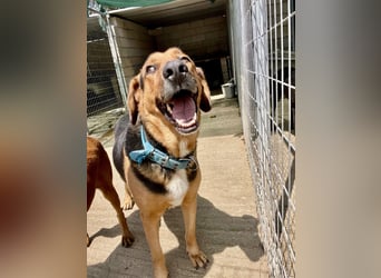 Junger Mischlingsrüde MARLEY (3 Jahre) sucht eine Familie