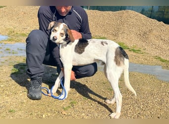 Luigi, Mix Jack Russel Terrier / Beagle , lieb und verträglich