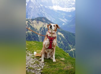 Michel - Ein treuer Begleiter, der die Nähe zu Menschen liebt