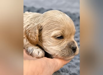 Schöne Cockapoo-Welpen