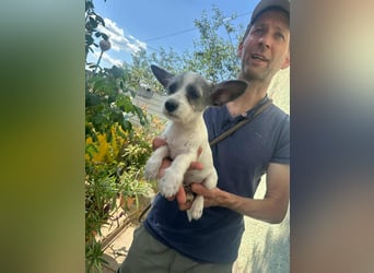 Luke, geboren 30.03.2025, 20cm sucht seine Chance