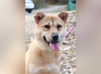 Tania,sanfte etwas schüchterne Shiba- MixDame,16 kg ,37 cm groß, ca. 5Jahre