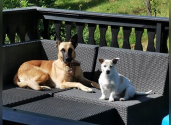 Ava, schöne Malinois-Mix Hündin sucht neues Zuhause !