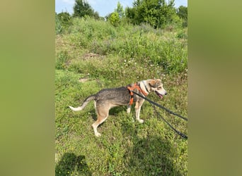 ALINA, Hündin, 3 Jahre, 50 cm, Mischling, Tierschutz