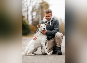 Freundliche Dakota sucht ihre Menschen