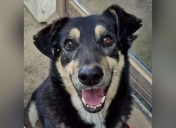 Simba, Kurzhaarcollie Mischling