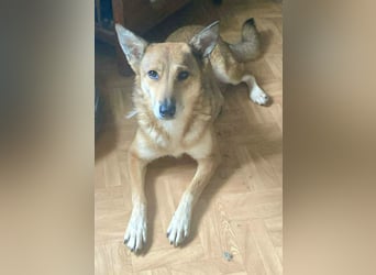 YELLOW sucht ihren Glücksort bei erfahrenen Zweibeinern mit gesichertem Garte