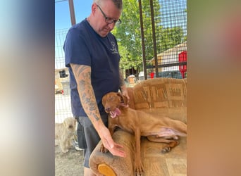 Levante sucht Vizsla Liebhaber