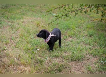 Chip 269759: Hundekind sucht ein Zuhause