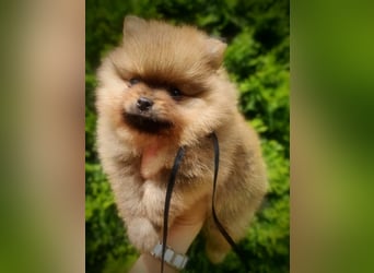 POMERANIAN WELPEN