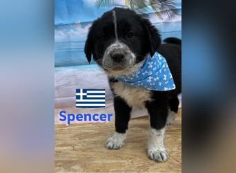Spencer,geb.02/25,hübscher Hundebub sucht seine Familie