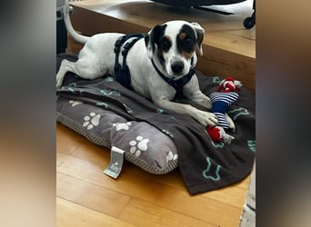 Terrier-Mix Peppa (Tierschutz)