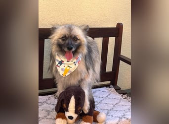 Stitch SR – kleiner Überlebenskämpfer sucht sein Happy End
