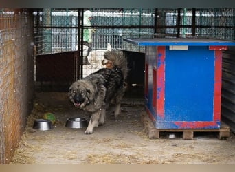 Paul: Besonderer Hund braucht ein Zuhause