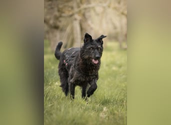 Lotte, geb. 2020, nette Dame sucht Begleitung