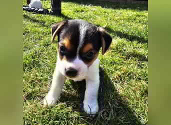 5 wunderschöne Jack Russel Terrier Welpen