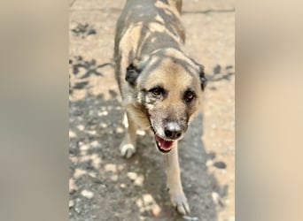 Jessica - ruhige, freundliche Kangal-Mix-Hündin / z.Zt. noch in Rumänien