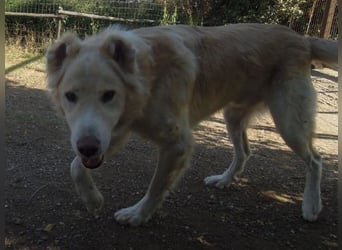 Falcon - junger beeindruckender feiner Hundemann