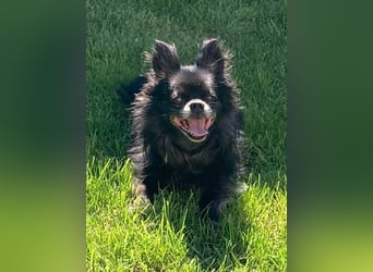 Tylor, menschenbezogen und katzenfreundlich