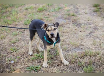 Šime: Hundekind sucht ein Zuhause