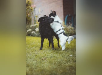 winzige süße Chihuahua Mischlings-Hündin Lotti sucht eine Familie