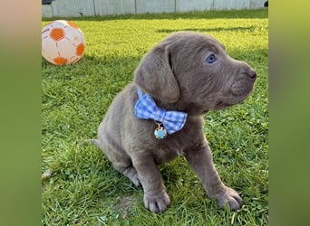 Labrador Welpen Rüde Silber
