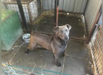 Blue: neu im Tierheim, fröhlich und offen