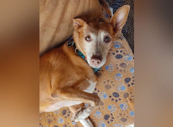 Lady, Podengo-Mix, lieb und verträglich