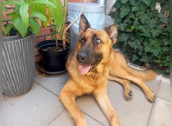 Molly sucht ein liebevolles Zuhause