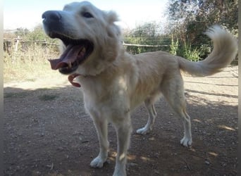 Falcon - junger beeindruckender feiner Hundemann