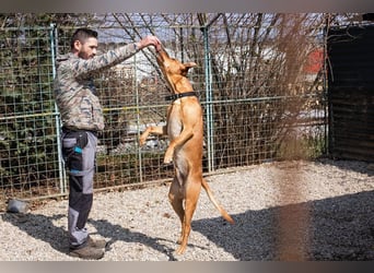 NOUGAT - der sportliche, kräftige Rüde sucht konsequente Menschen, die sich durchsetzen können