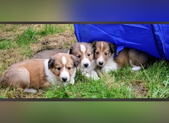 Colliewelpen aus über 40Jahren Zucht