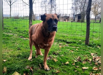 Zora sucht ein Zuhause
