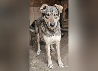 Nadja - fröhliche, aktive, liebe Schäferhund Mix Hündin / z.Zt. noch in Rumänien