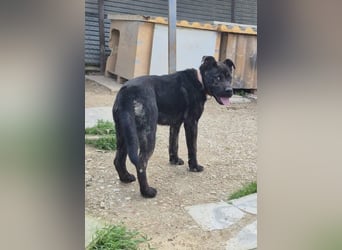 Roscon, will nicht im Tierheim groß werden