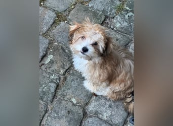 Zwei süße Hundewelpen suchen noch ein liebevolles Zuhause!