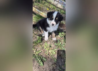 Australian Shepherd Welpen tricolor – Abgabe ab dem 28.05.2025