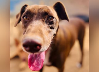 Shadow1 10/2021 (ESP) - liebevoller und sozialer Labrador-Podenco-Mix, ein treuer Menschenfreund!