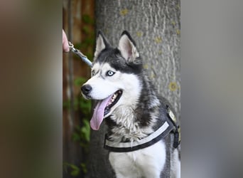 Maja SI – Liebevolle Husky-Dame sucht sportliches Zuhause