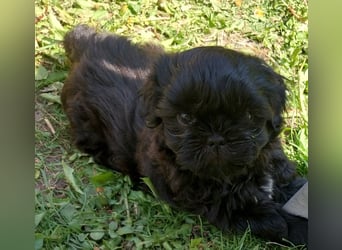 Reinrassige Shih Tzu  Welpen suchen ab 07.05. ein neues zu Hause