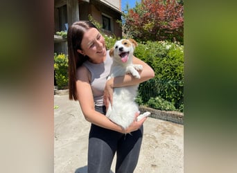 Coco  – Kleines zartes Hundemädchen sucht ihr großes Glück
