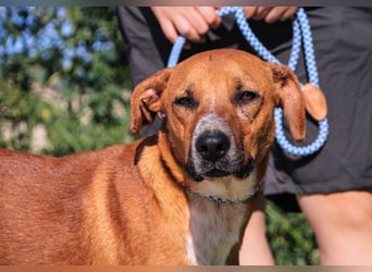 Arthur, Mix Labrador / Podengo