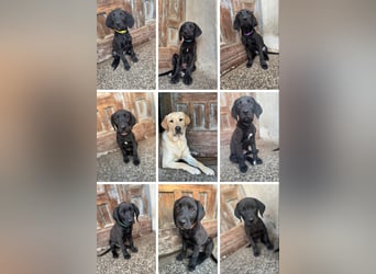 8 Labrador Retriever Rhodesian Ridgeback Welpen in Sonderfarbe seal